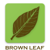 Brown Leaf Logo Brown Leaf Logo